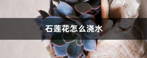 石莲花怎么浇水