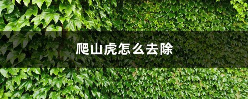 爬山虎怎么去除，冬季室外是否落叶