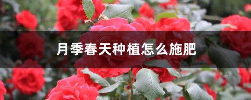 月季春天种植怎么施肥