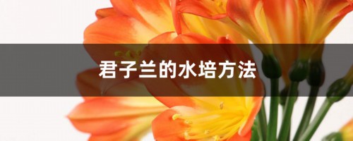 君子兰的水培方法