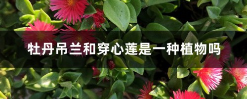 牡丹吊兰和穿心莲是一种植物吗