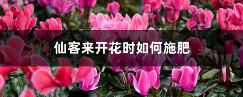 仙客来开花时如何施肥，开花后的处理